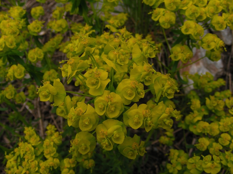 Euphorbia cyparissias